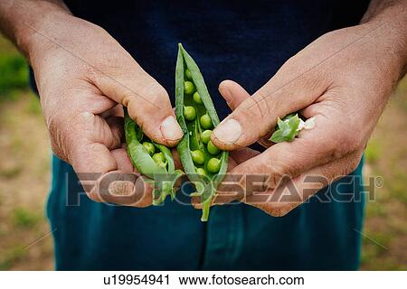 Stock Image - Man holding some pea pods. Fotosearch