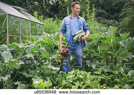 Stock Photo - Man picking courgettes and beetroot on allotment. Fotosearch