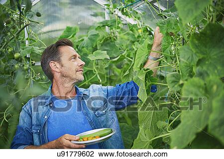 Man picking cucumbers from greenhouse on allotment View Large Photo Image Stock Image - Man picking cucumbers from greenhouse on allotment. Fotosearch