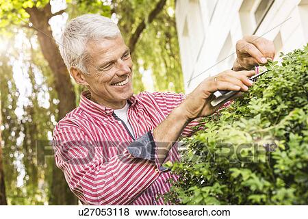 Mature man pruning bush with secateurs View Large Photo Image Stock Photo - Mature man pruning bush with secateurs. Fotosearch