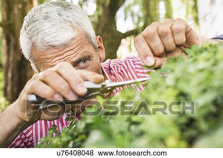 Mature man pruning bush with secateurs View Large Photo Image Stock Photo - Mature man pruning bush with secateurs. Fotosearch