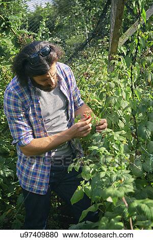 Stock Image - Mid adult man picking berries on allotment. Fotosearch