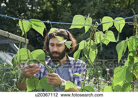 Stock Image - Mid adult man picking green beans on allotment. Fotosearch