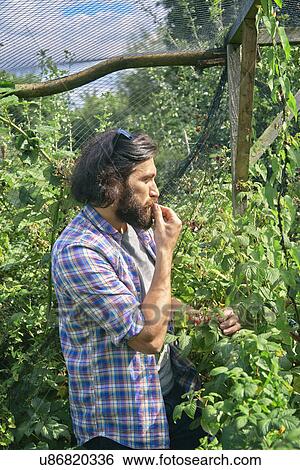 Mid adult man tasting berries on allotment View Large Photo Image Stock Photograph - Mid adult man tasting berries on allotment. Fotosearch