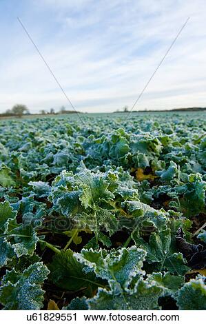 Oil seed rape in field View Large Photo Image Stock Image - Oil seed rape in field. Fotosearch