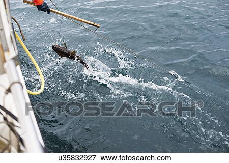 Stock Photo - Person catching fish. Fotosearch