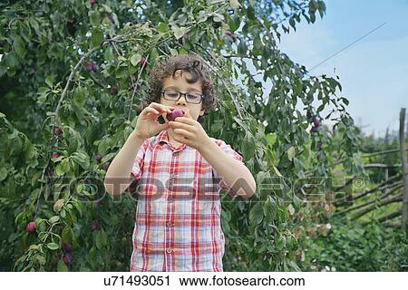 Portrait of boy holding plum on allotment View Large Photo Image Stock Image - Portrait of boy holding plum on allotment. Fotosearch