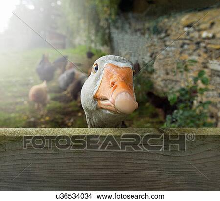 Picture - Portrait of curious goose gander peering over fence. Fotosearch