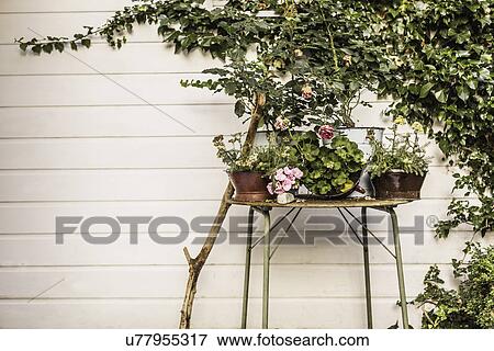 Pot plants against building View Large Photo Image Stock Photo - Pot plants against building. Fotosearch