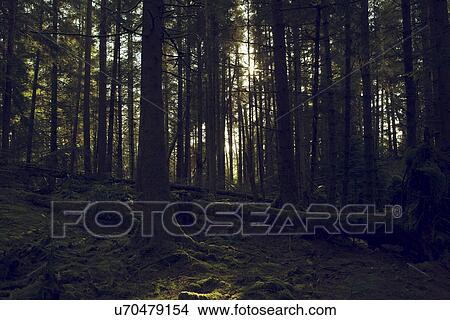 "Pucks glen, Dunoon, Argyll and Bute, Scotland. " View Large Photo Image Picture - "Pucks glen, Dunoon, Argyll and Bute, Scotland. ". Fotosearch