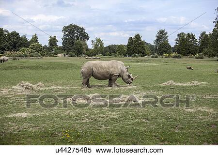 "Rhinoceros grazing in field, Cotswold wildlife park, Burford, Oxfordshire, UK" View Large Photo Image Stock Photography - "Rhinoceros grazing in field, Cotswold wildlife park, Burford, Oxfordshire, UK". Fotosearch