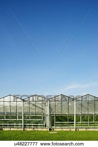 Stock Photo - Row of greenhouses and blue sky. Fotosearch