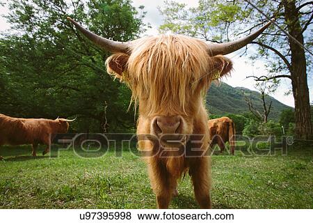 Scottish Highland Long Hair Cattle View Large Photo Image Stock Photo - Scottish Highland Long Hair Cattle. Fotosearch