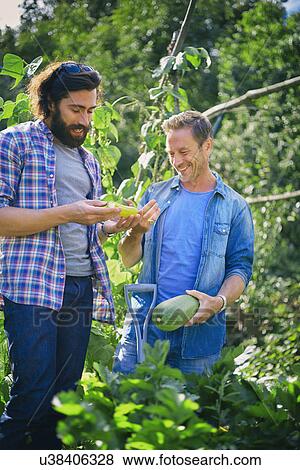 Stock Photo - Two men comparing marrow and cucumber on allotment. Fotosearch