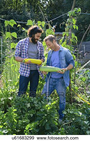 Two men comparing marrows on allotment View Large Photo Image Stock Photo - Two men comparing marrows on allotment. Fotosearch