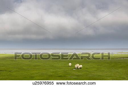 "View of sheep grazing in seafront field, South Iceland, Iceland" View Large Photo Image Stock Photography - "View of sheep grazing in seafront field, South Iceland, Iceland". Fotosearch