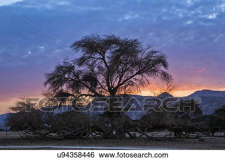 Stock Illustration - Acacia at sunset. Fotosearch