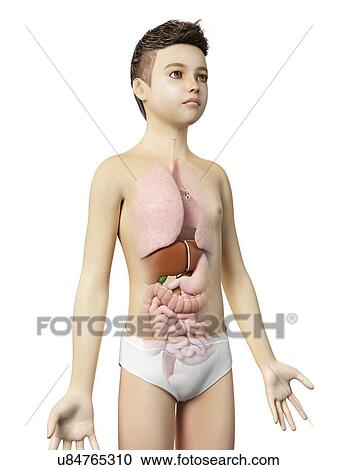 "Anatomy of a boy, illustration" View Large Illustration Clipart - "Anatomy of a boy, illustration". Fotosearch