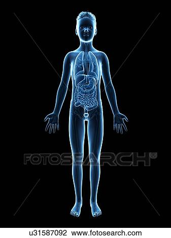 "Anatomy of a boy, illustration" View Large Illustration Drawing - "Anatomy of a boy, illustration". Fotosearch