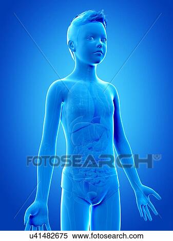 Stock Illustration - "Anatomy of a boy, illustration". Fotosearch
