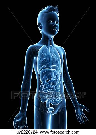 "Anatomy of a boy, illustration" View Large Illustration Stock Illustration - "Anatomy of a boy, illustration". Fotosearch