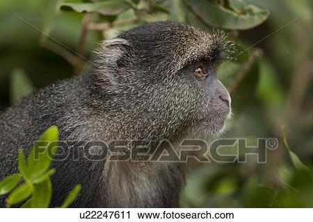Blue monkey (Cercopithecus mitis) View Large Illustration Clip Art - Blue monkey (Cercopithecus mitis). Fotosearch