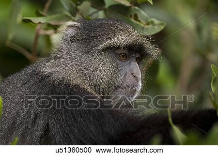 Blue monkey (Cercopithecus mitis) View Large Illustration Clipart - Blue monkey (Cercopithecus mitis). Fotosearch