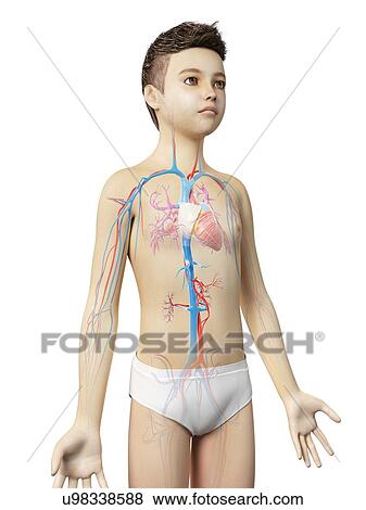 "Boy's cardiovascular system, illustration" View Large Illustration Stock Illustration - "Boy's cardiovascular system, illustration". Fotosearch
