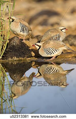 Chukar Partridge (Alectoris chukar) View Large Illustration Clip Art - Chukar Partridge (Alectoris chukar). Fotosearch