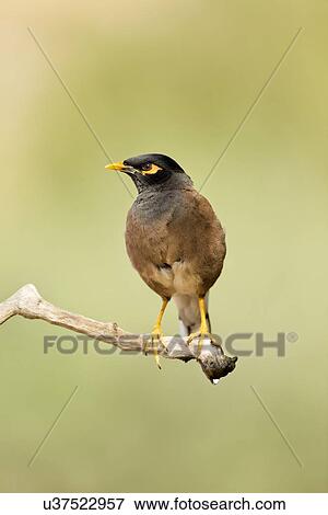 Common myna (Acridotheres tristis) View Large Illustration Stock Illustration - Common myna (Acridotheres tristis). Fotosearch