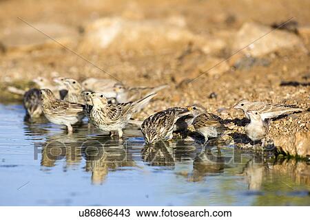 Corn Bunting (Emberiza calandra) View Large Illustration Drawing - Corn Bunting (Emberiza calandra). Fotosearch