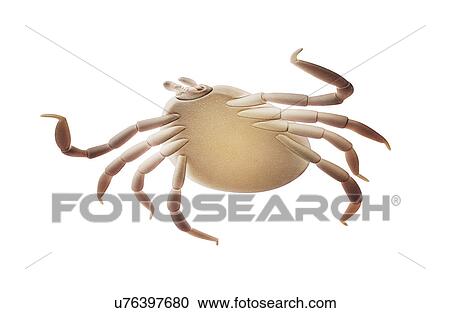 "Deer tick, illustration" View Large Illustration Clipart - "Deer tick, illustration". Fotosearch