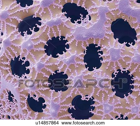 Stock Illustration - "Diatom detail, SEM". Fotosearch
