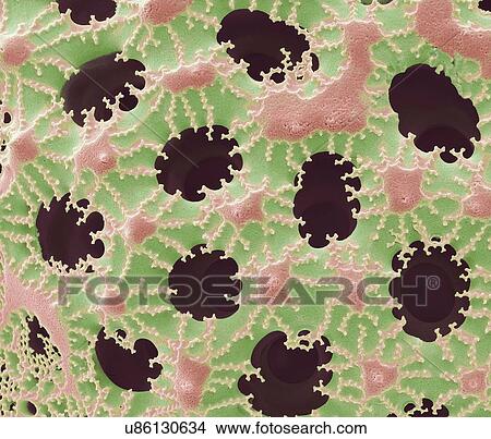 "Diatom detail, SEM" View Large Illustration Stock Illustration - "Diatom detail, SEM". Fotosearch