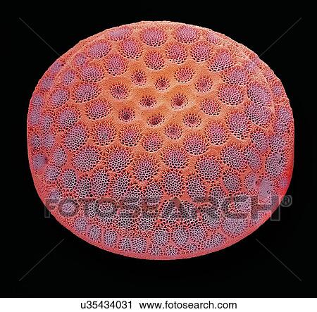 "Diatom, SEM" View Large Illustration Clip Art - "Diatom, SEM". Fotosearch
