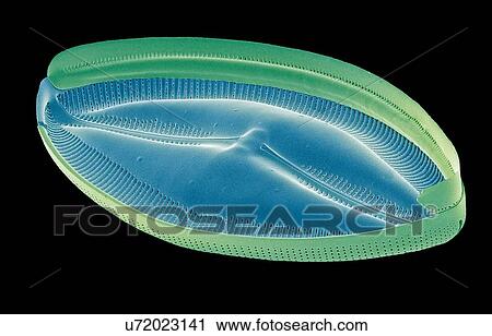 "Diatom, SEM" View Large Illustration Clip Art - "Diatom, SEM". Fotosearch