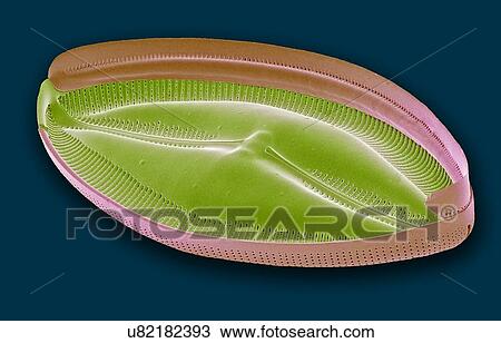 Drawing - "Diatom, SEM". Fotosearch