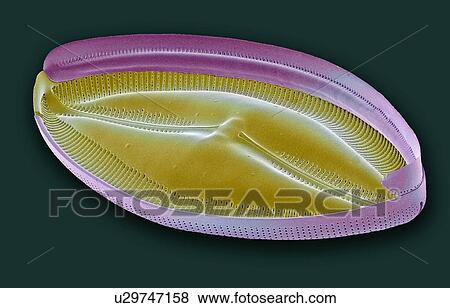 Stock Illustration - "Diatom, SEM". Fotosearch