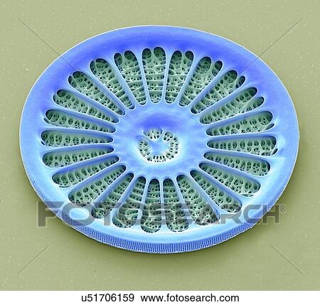 "Diatom, SEM" View Large Illustration Stock Illustration - "Diatom, SEM". Fotosearch