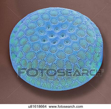 "Diatom, SEM" View Large Illustration Stock Illustration - "Diatom, SEM". Fotosearch