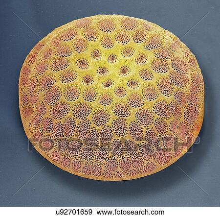 Stock Illustration - "Diatom, SEM". Fotosearch