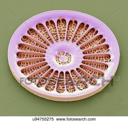 Stock Illustration - "Diatom, SEM". Fotosearch