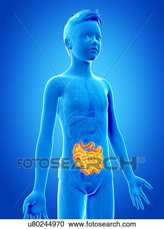 Clipart - "Digestive system of a boy, illustration". Fotosearch