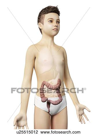 "Digestive system of a boy, illustration" View Large Illustration Drawing - "Digestive system of a boy, illustration". Fotosearch
