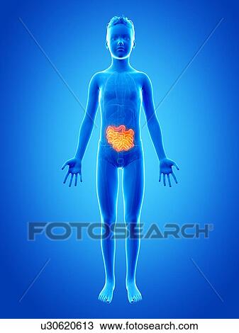 Drawing - "Digestive system of a boy, illustration". Fotosearch