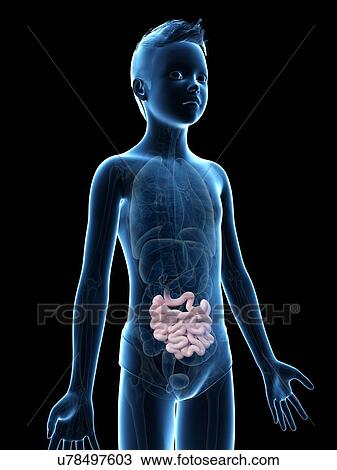 "Digestive system of a boy, illustration" View Large Illustration Drawing - "Digestive system of a boy, illustration". Fotosearch