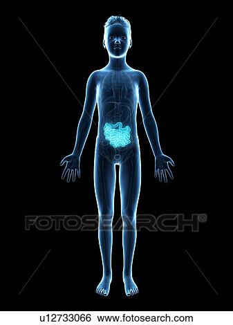 "Digestive system of a boy, illustration" View Large Illustration Stock Illustration - "Digestive system of a boy, illustration". Fotosearch