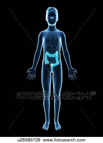 Stock Illustration - "Digestive system of a boy, illustration". Fotosearch