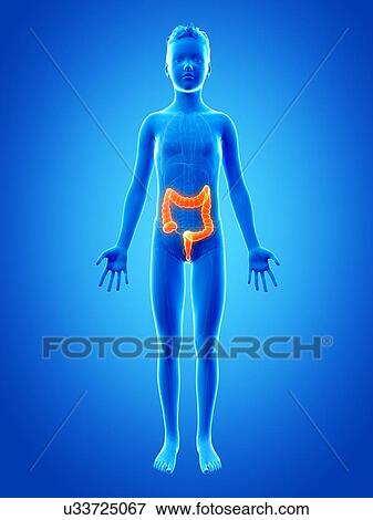 "Digestive system of a boy, illustration" View Large Illustration Stock Illustration - "Digestive system of a boy, illustration". Fotosearch