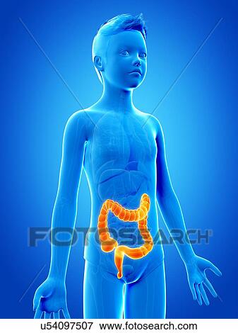 Stock Illustration - "Digestive system of a boy, illustration". Fotosearch